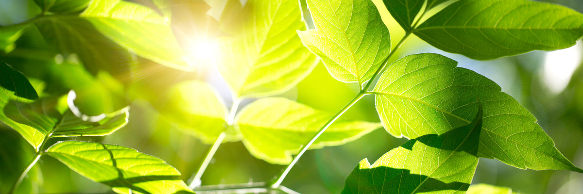 panoramic-aluminium-print-go-green-panorama