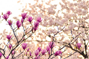 modern-3-piece-acrylic-print-beautiful-magnolia-xl
