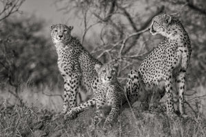 3-piece-aluminium-print-three-cats