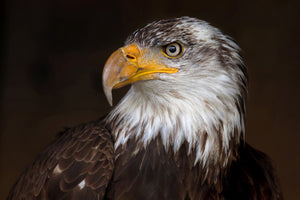 aluminium-print-caged-eagle