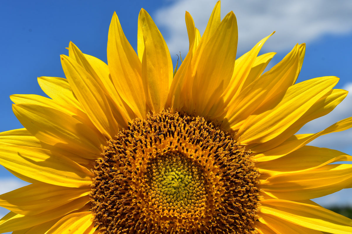 framedposter-print-sunflower-in-xxl