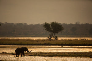 canvas-print-elephant-alone-in-the-steppe