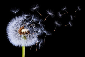3-piece-acrylic-print-dandelion-blowing