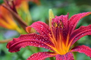 framedposter-print-lily-flower-in-pink-xl