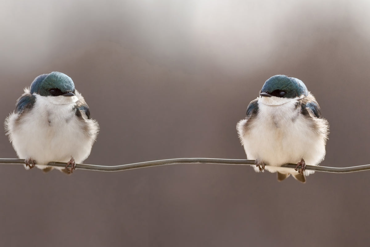 aluminium-print-birds-on-a-wire-x