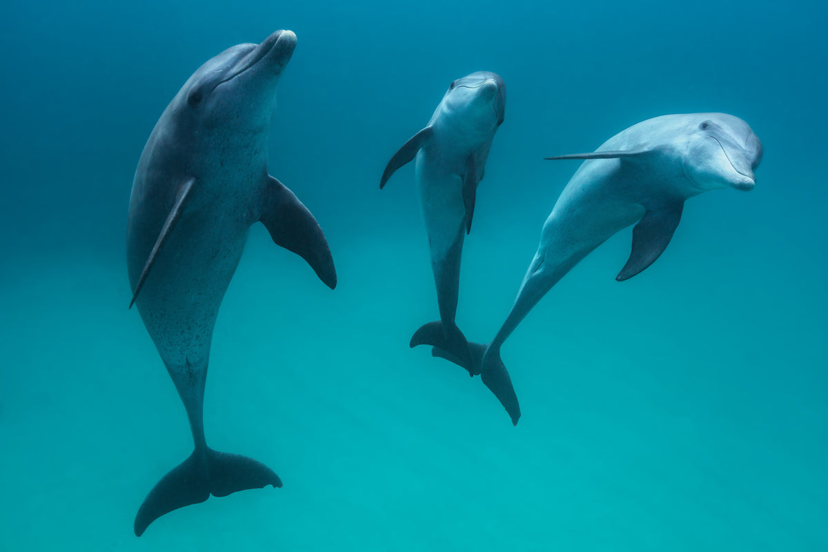 poster-print-bottlenose-dolphins-ii