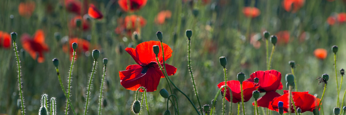 panoramic-acrylic-print-wild-poppy-panorama