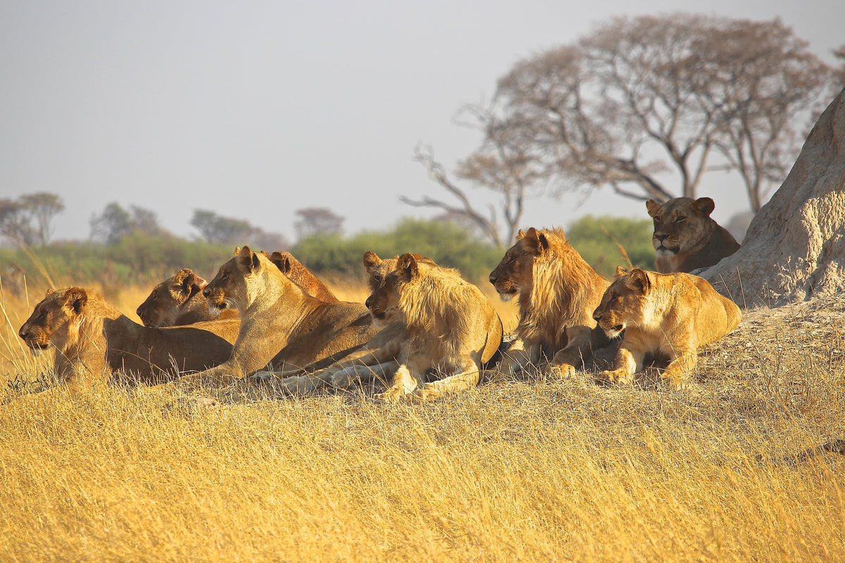 3-piece-acrylic-print-lion-family