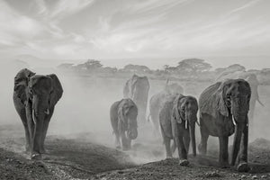 3-piece-acrylic-print-sequence-of-emotion