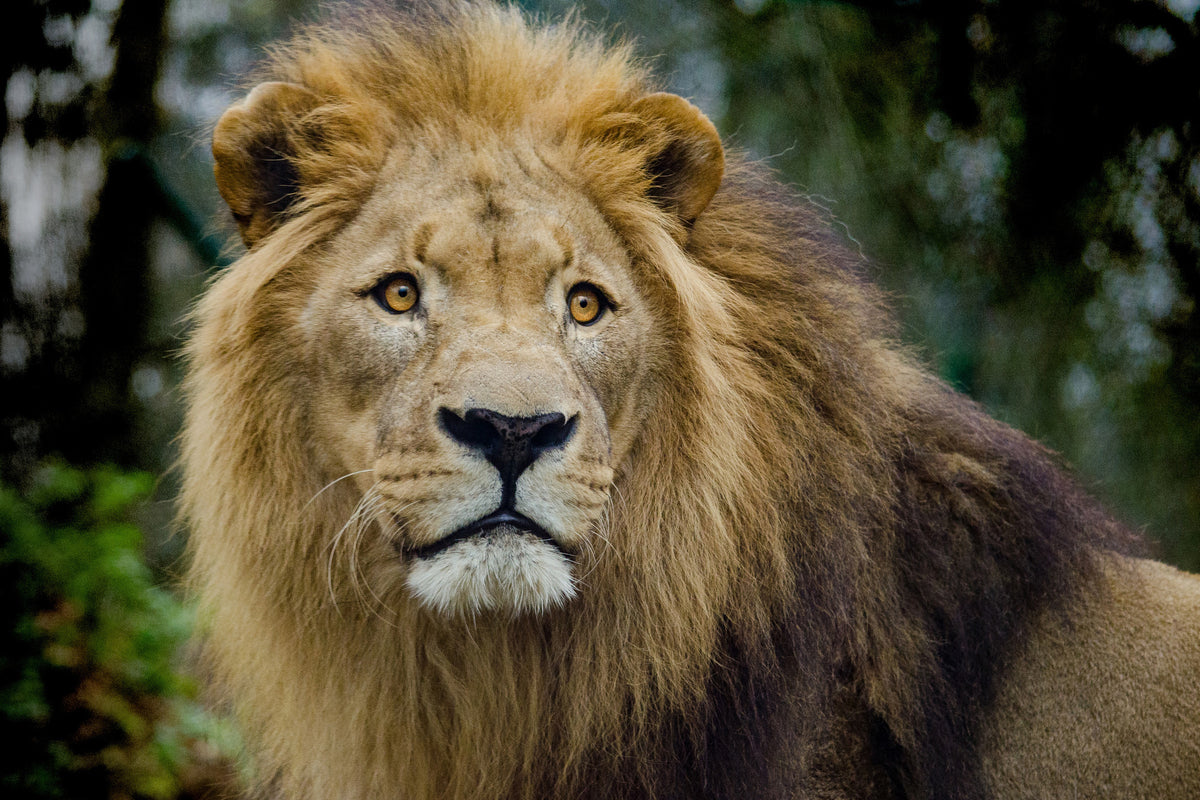 canvas-print-king-of-wildlife