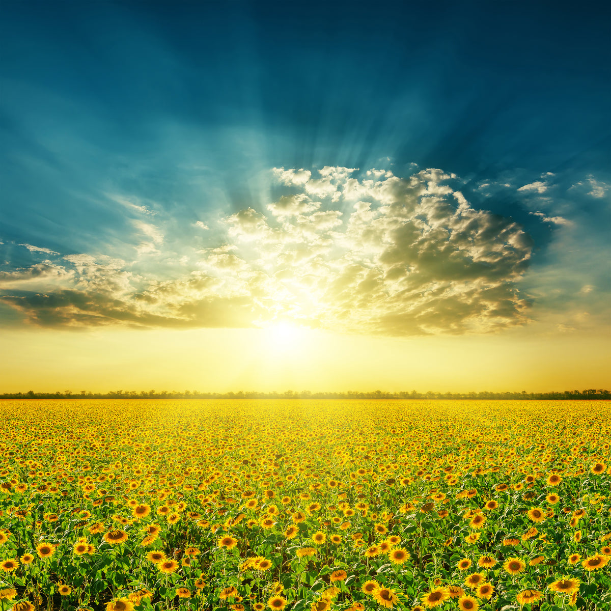 4-piece-aluminium-print-sunflowers-in-the-evening-sun