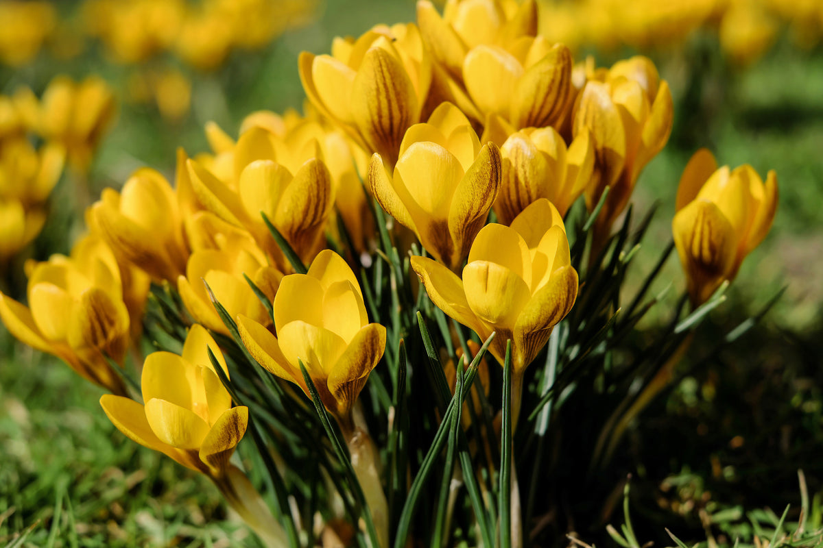 framedcanvas-print-crocuses-in-spring