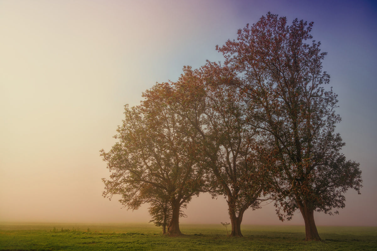 framedcanvas-print-the-crooked-tree