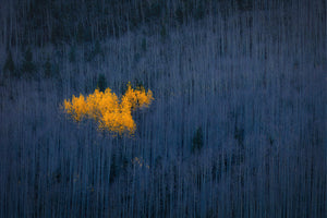 framedposter-print-heart-of-aspens