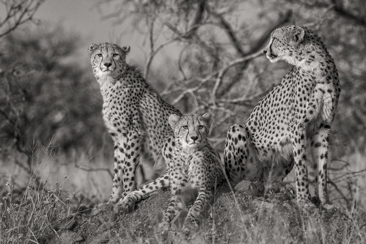 canvas-print-three-cats