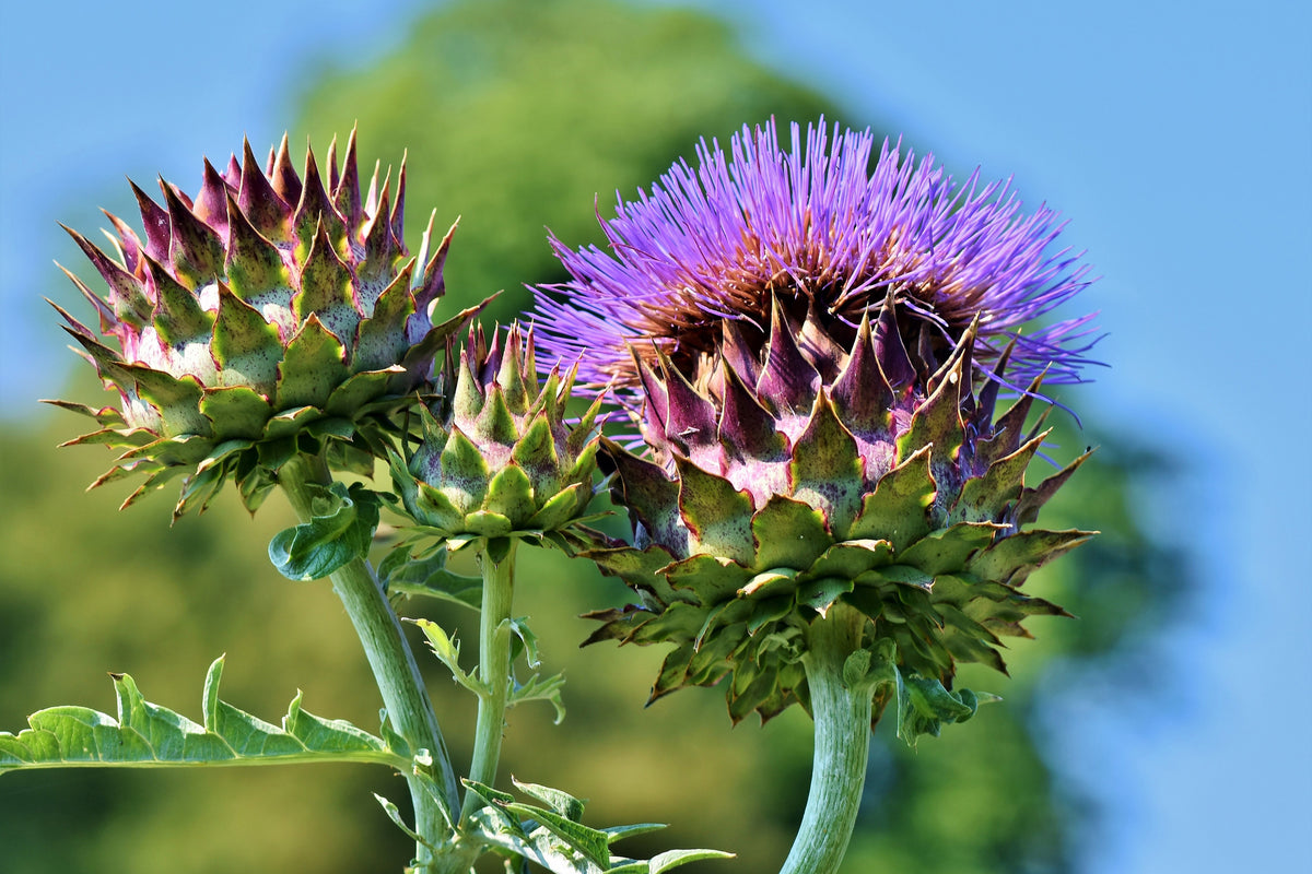 canvas-print-the-artichoke-xl