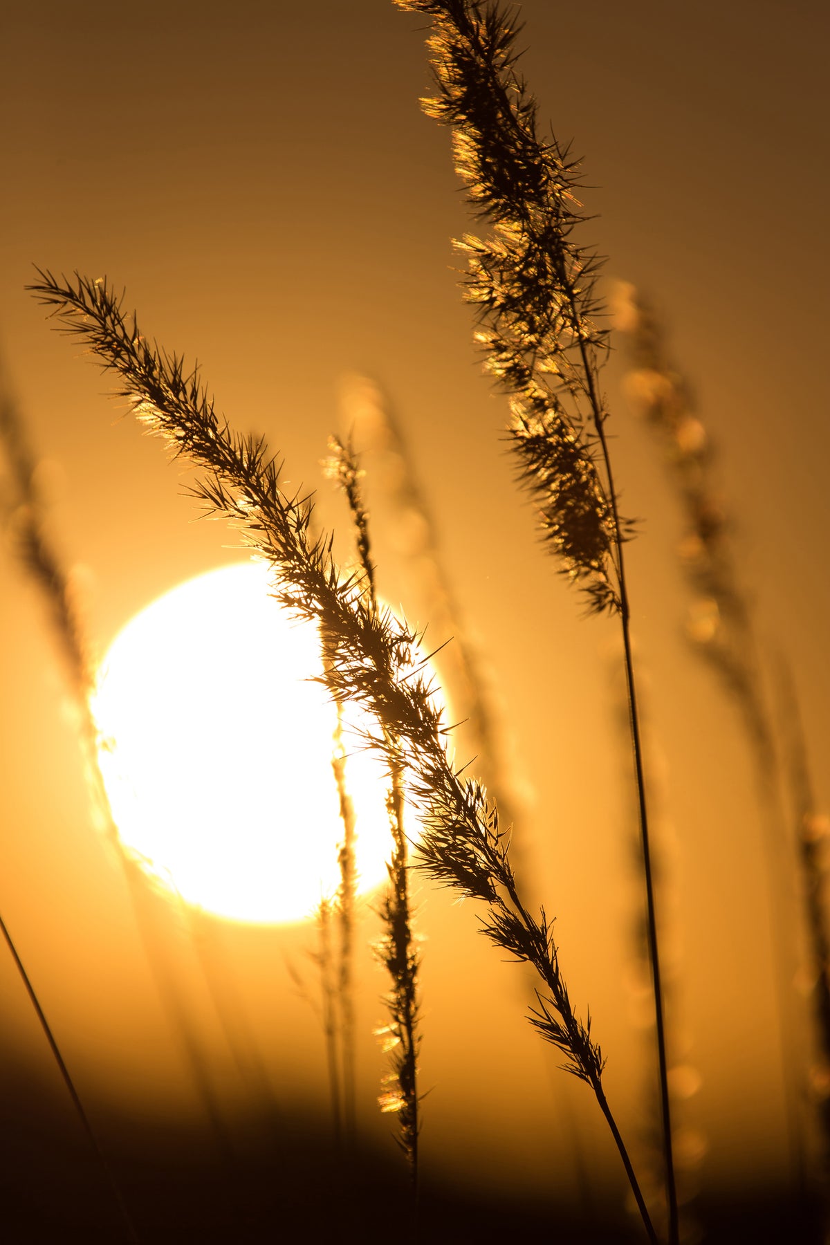 aluminium-print-romantic-sunset