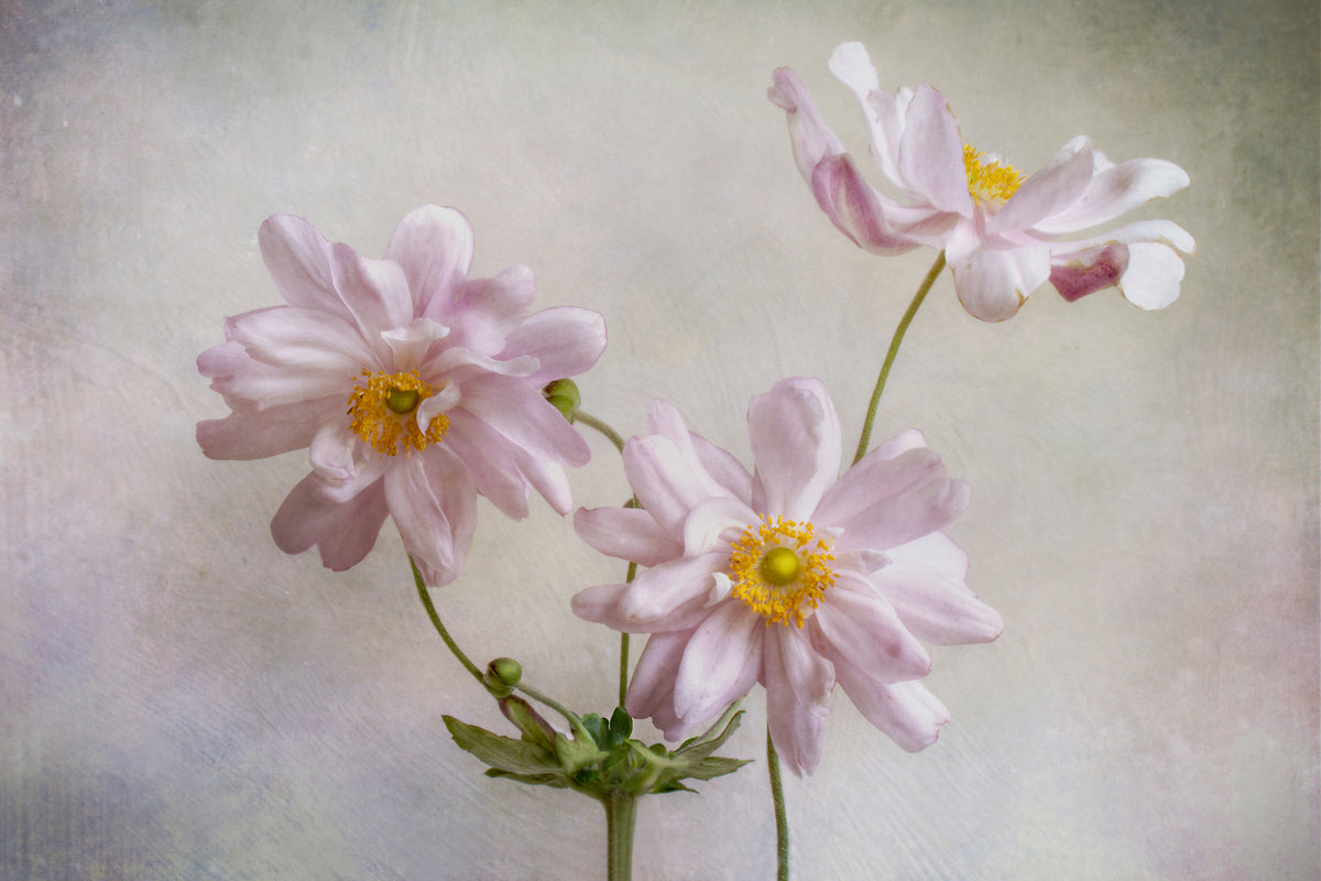 3-piece-acrylic-print-anemones