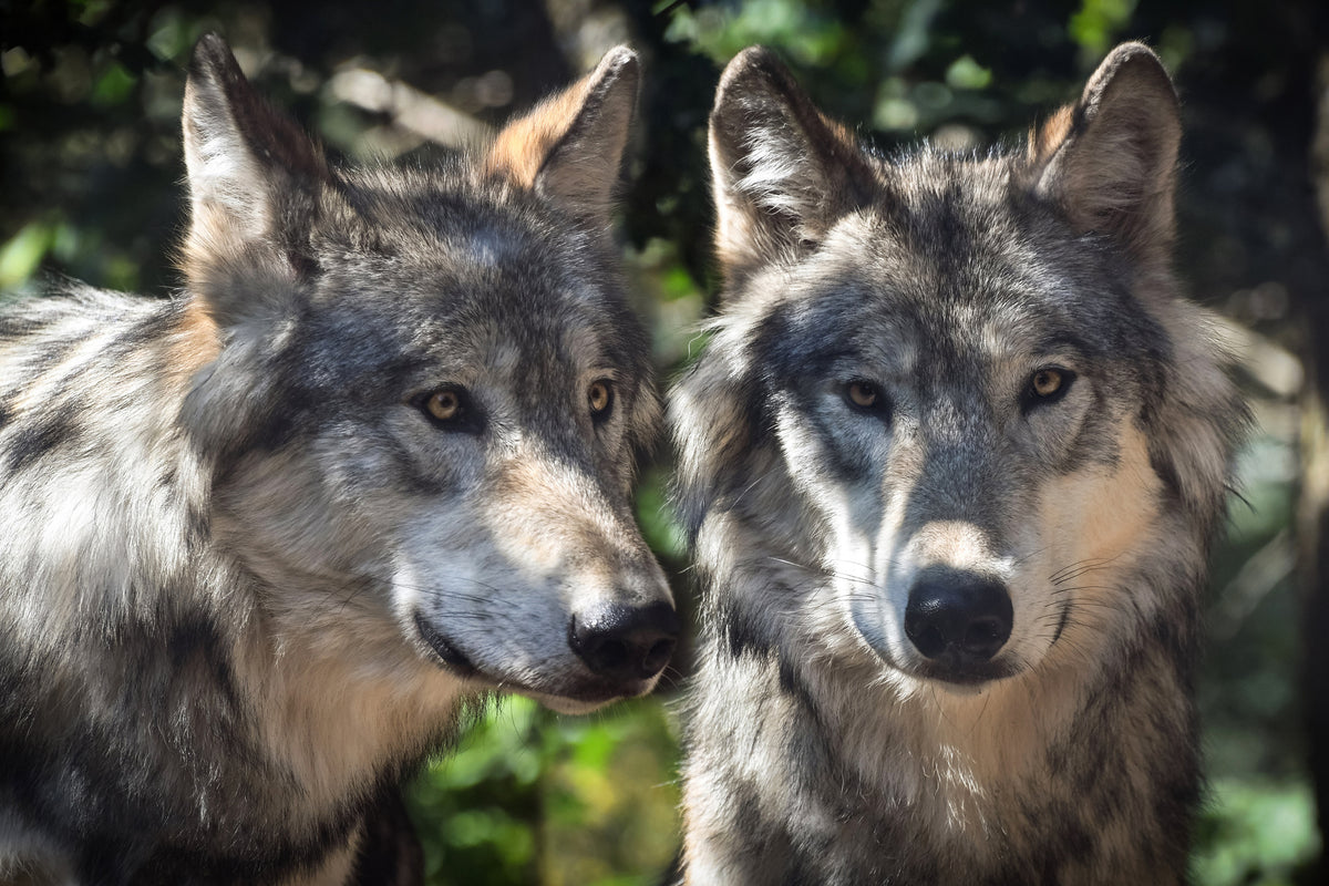 aluminium-print-2-wolves