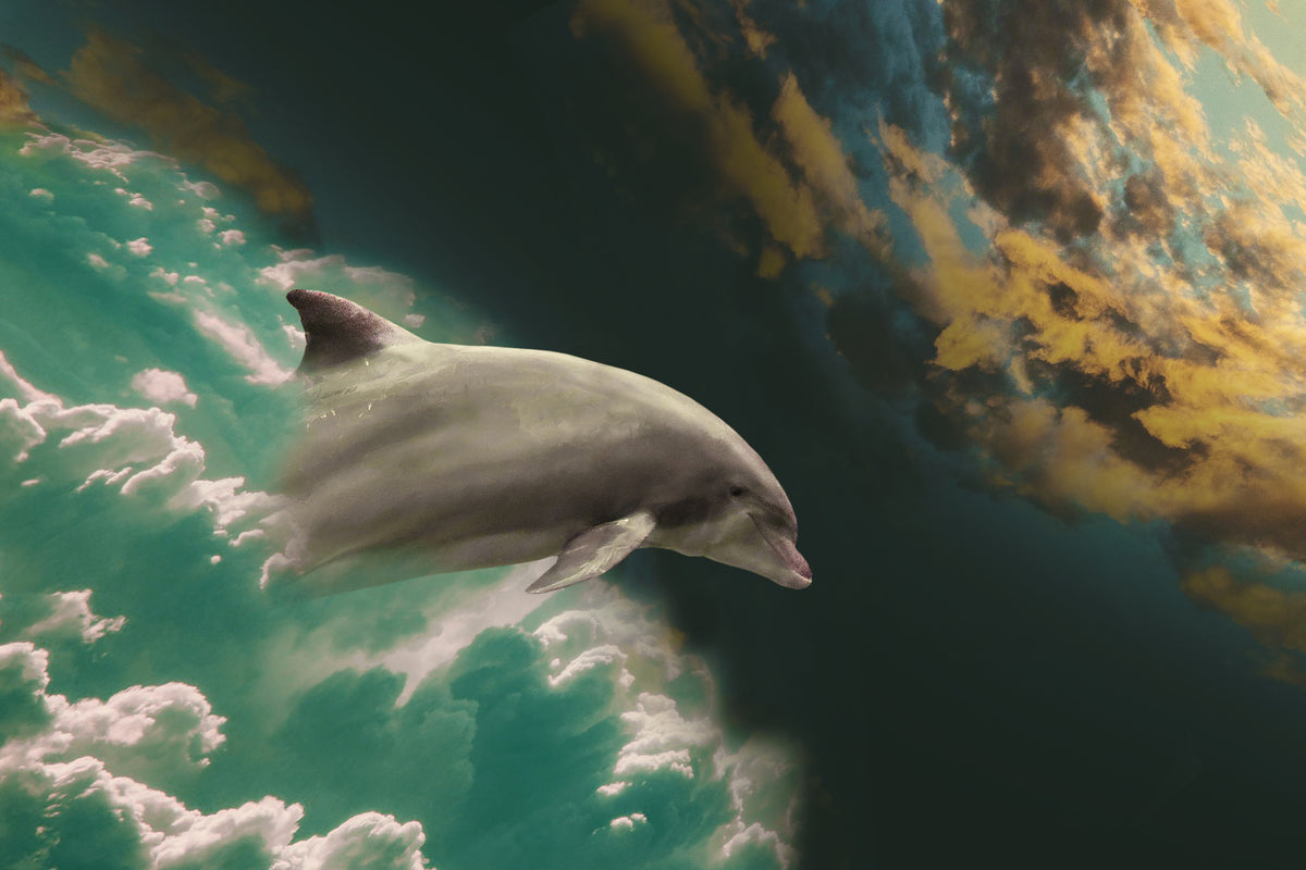 3-piece-acrylic-print-fascination-dolphin
