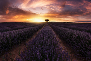aluminium-print-lavender-sunset