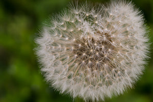 3-piece-acrylic-print-the-dandelion-in-nature