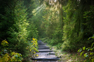 canvas-print-a-path-between-firs