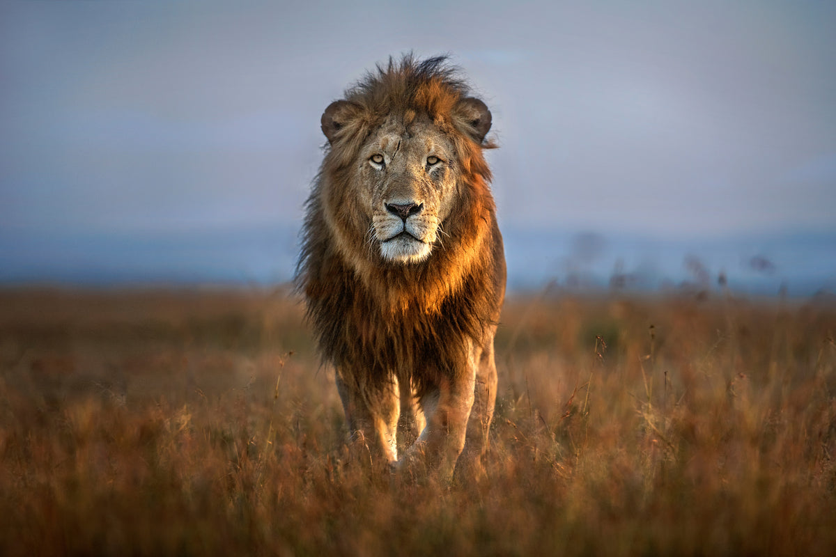 framedposter-print-lion-close-up-x