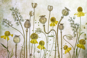 aluminium-print-poppies-and-helenium-x