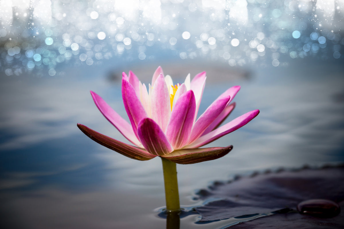 acrylic-print-lotus-in-the-morning-dew