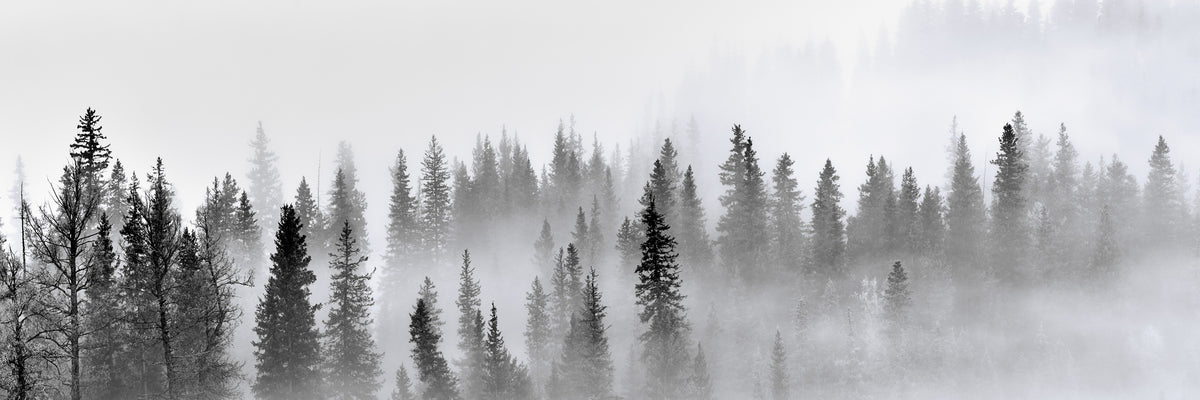 panoramic-3-piece-aluminium-print-foggy-forest-panorama
