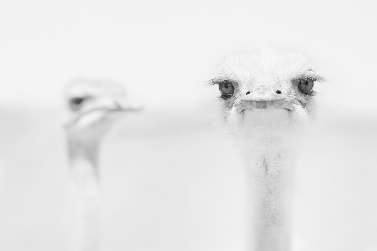 modern-3-piece-canvas-print-funny-ostrich