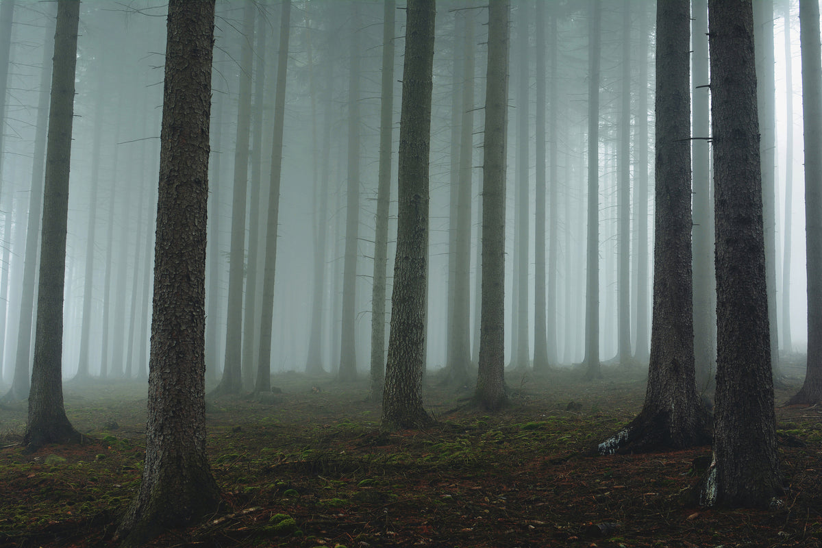 aluminium-print-foggy-forest-xcg
