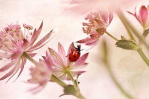 framedposter-print-ladybird-and-pink-flowers-x