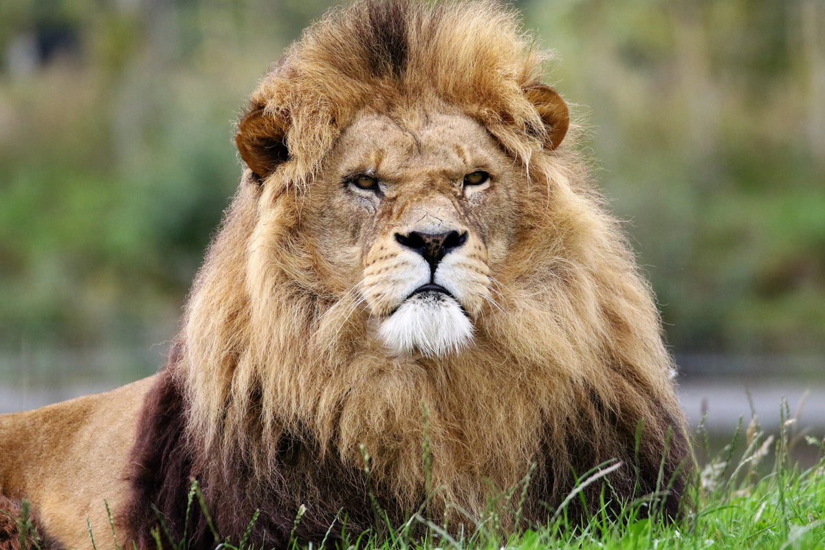 3-piece-aluminium-print-the-king-of-animals