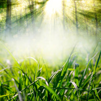 poster-print-magic-forest