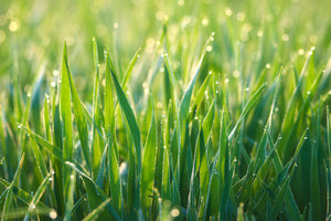 3-piece-canvas-print-grass-with-morning-dew-xl