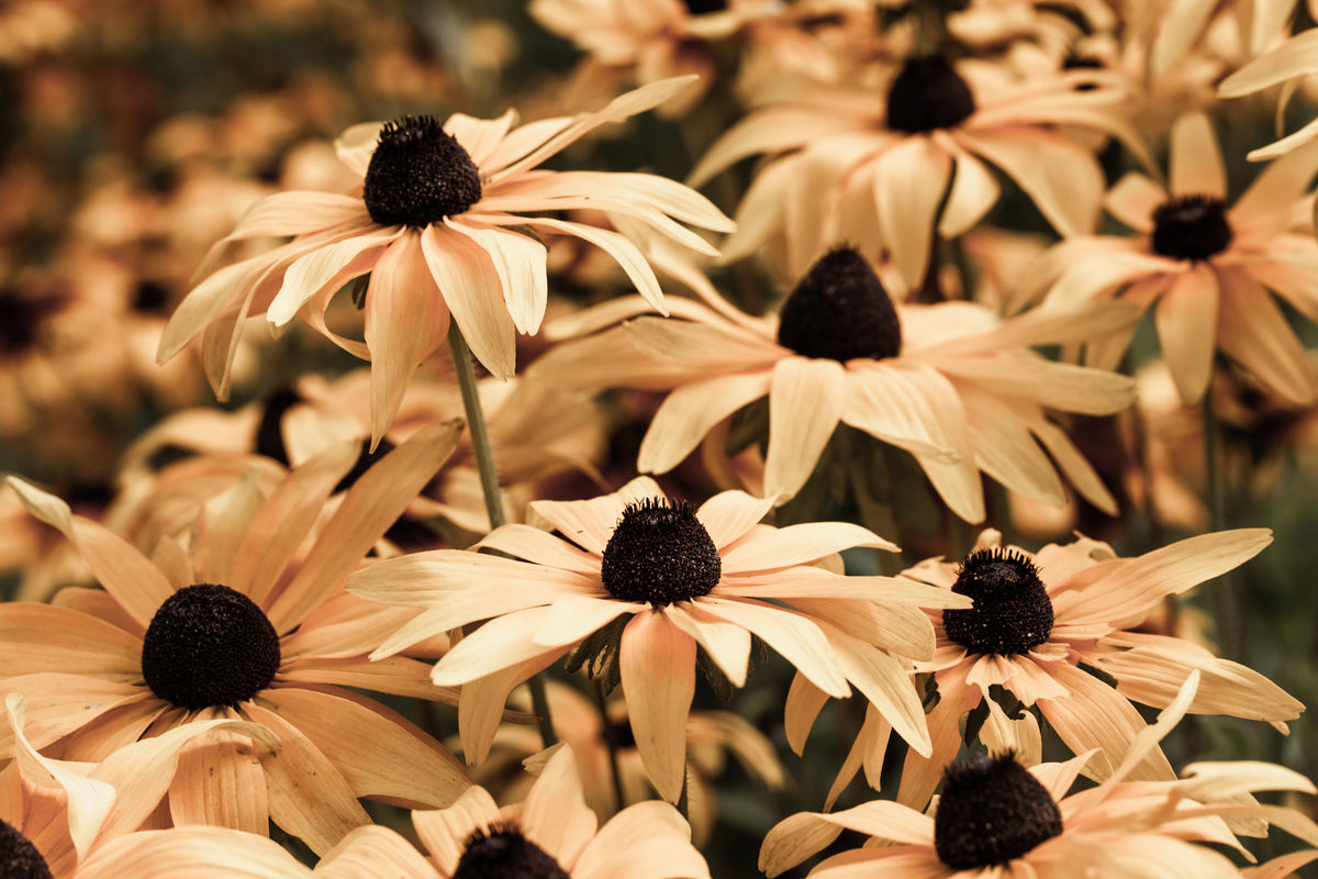 acrylic-print-daisies-in-sepia