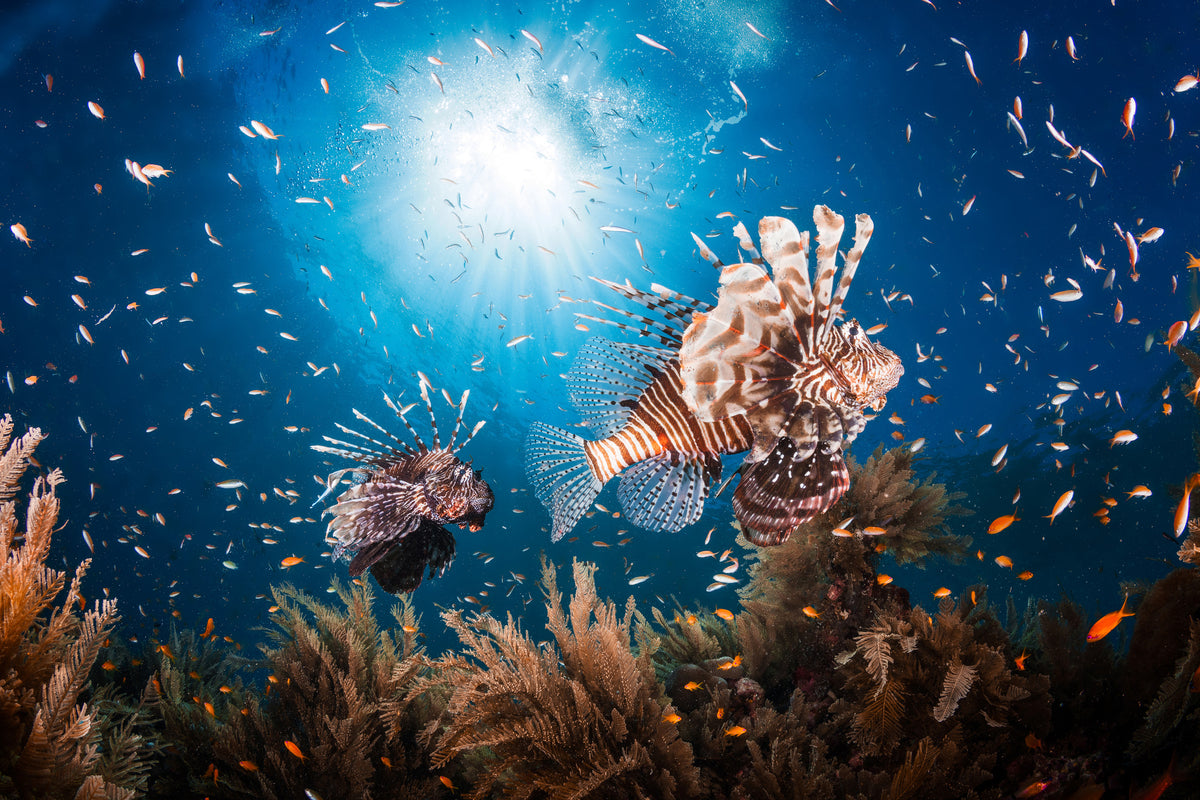 3-piece-aluminium-print-lionfish-ii