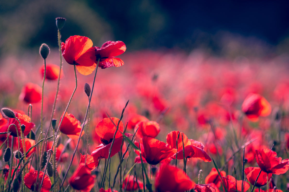 modern-3-piece-canvas-print-in-the-poppy-field