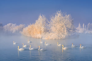 canvas-print-swan-lake-xge