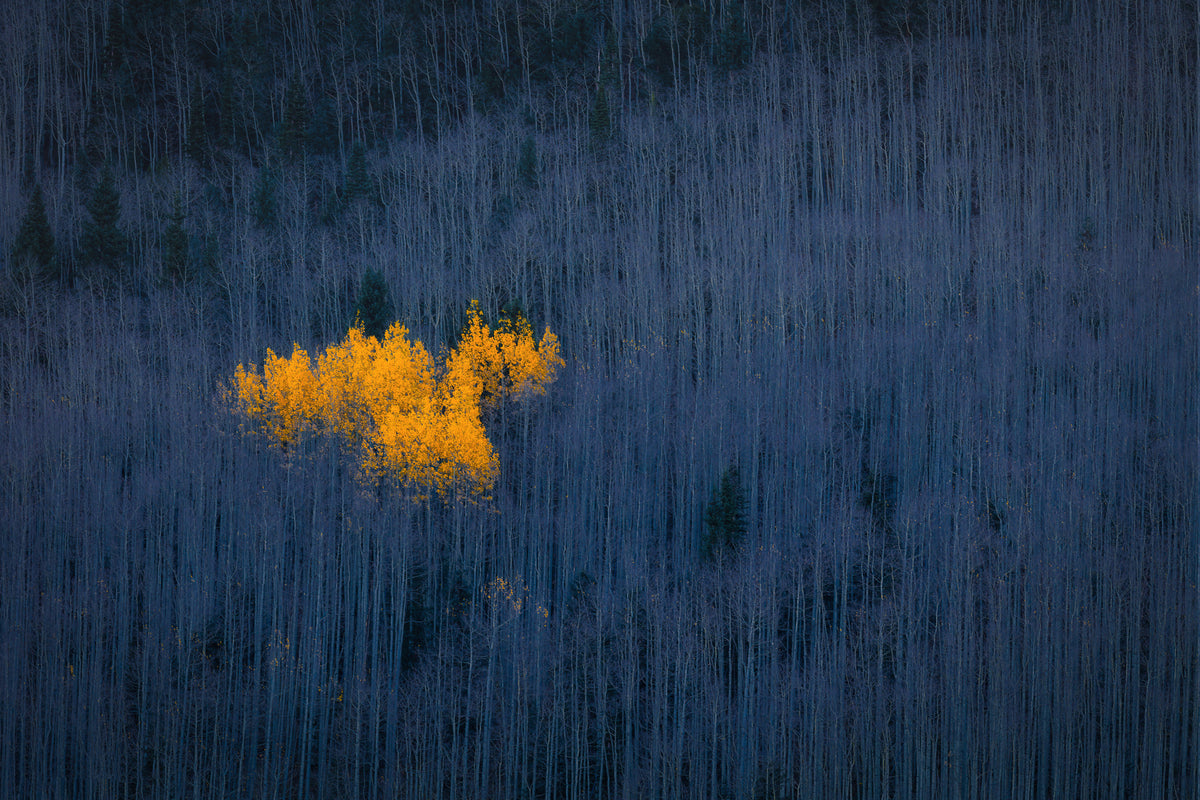 3-piece-canvas-print-heart-of-aspens