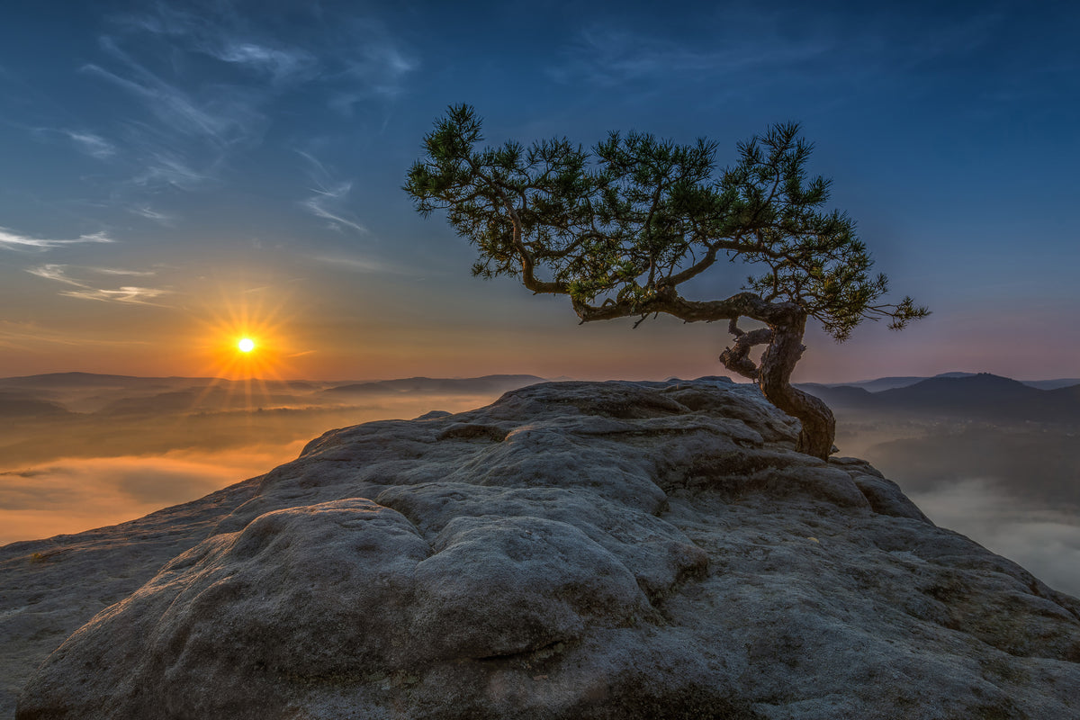 canvas-print-old-pine-x