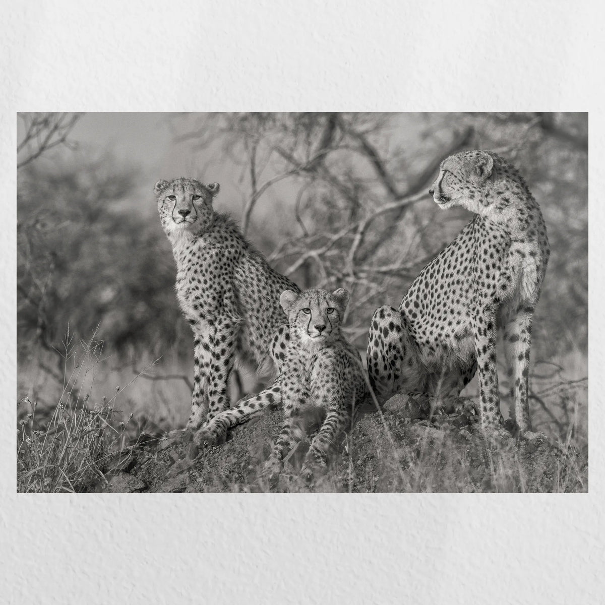 PO-060W040