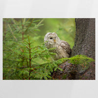 PO-075W050