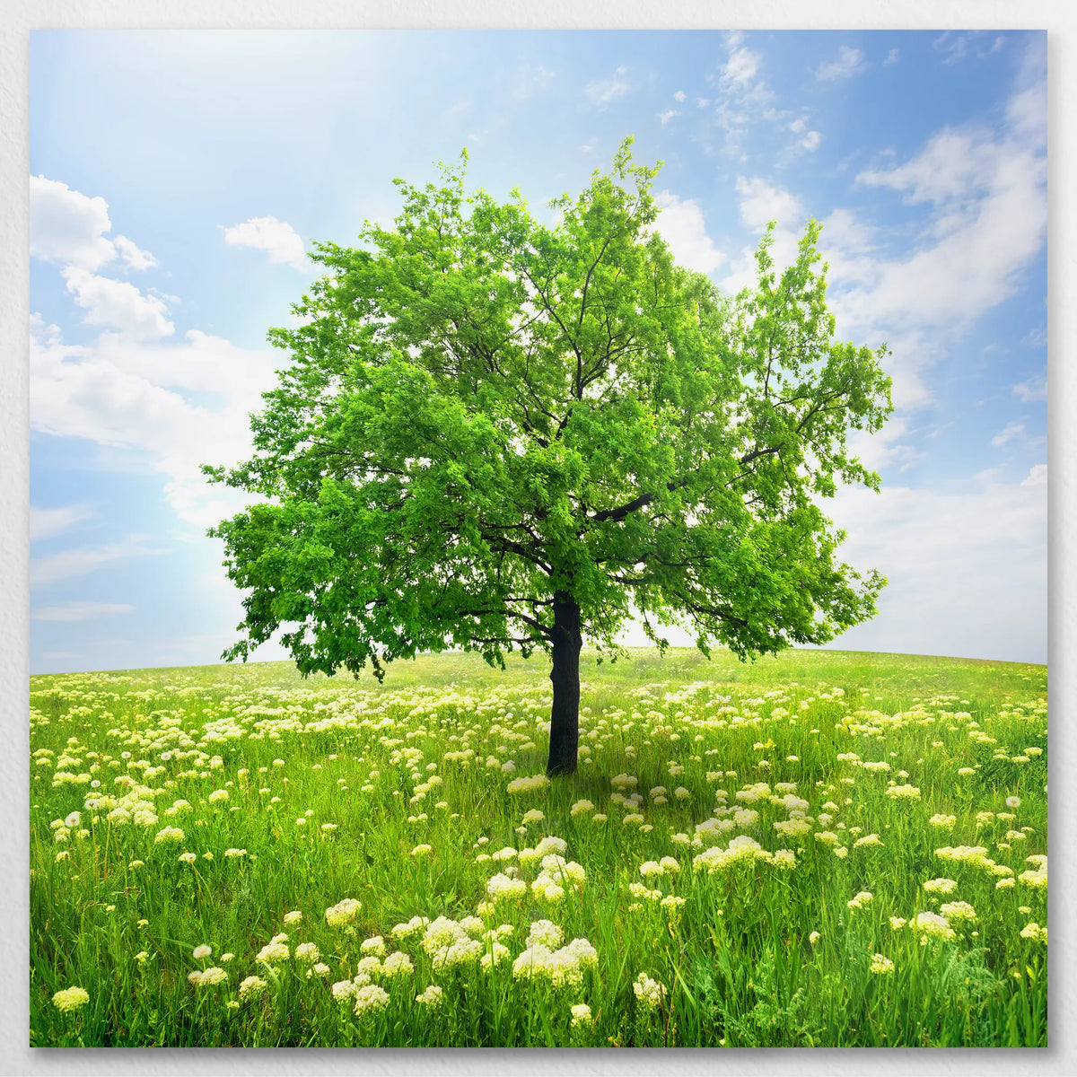 AL-080W080