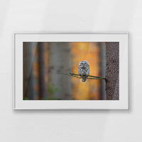 PSP093W062