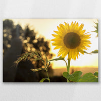 AL-045W030
