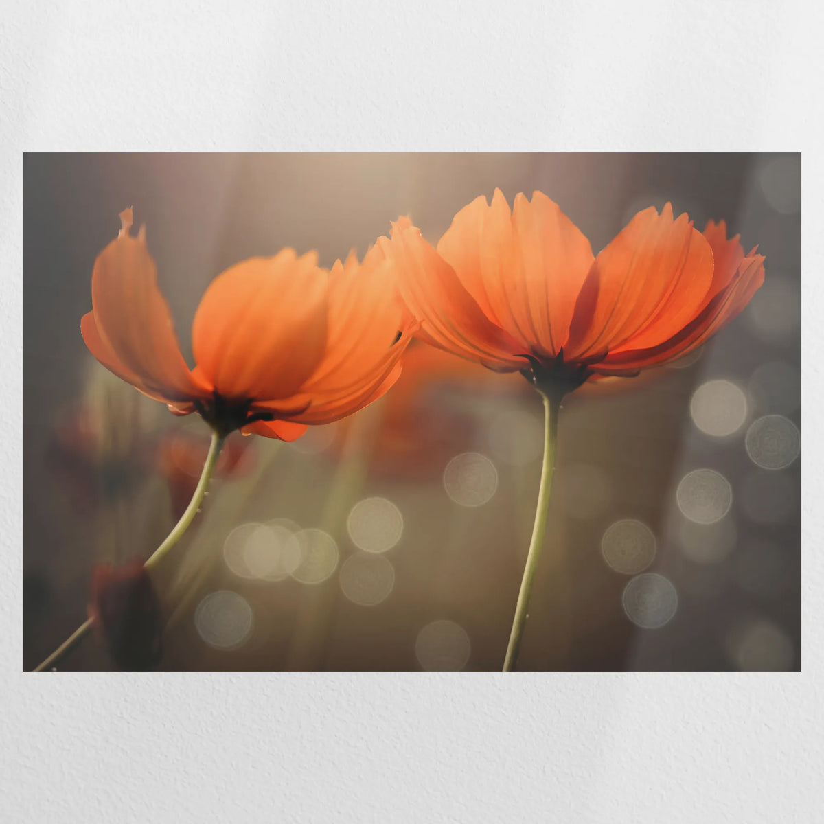 PO-075W050