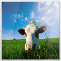 AL-080W080
